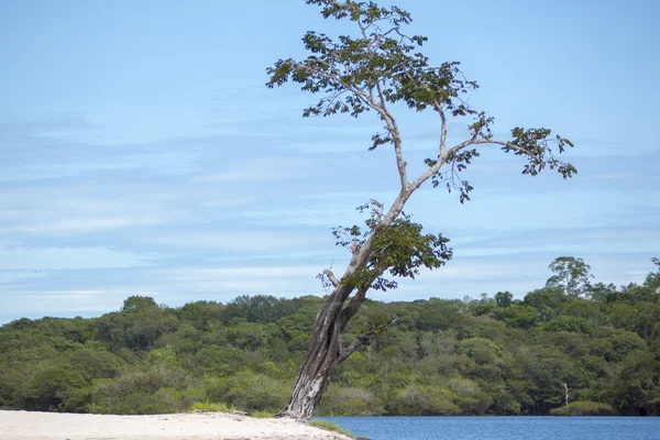 Wild tree and sand beach on the Amazon River in Manaus, Brazil — Stock Photo, Image