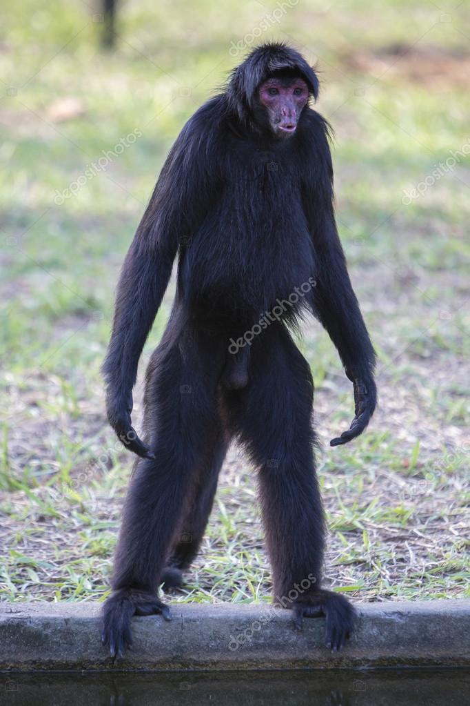  Monkey standing up  Monkey  standing  in outdoors park 