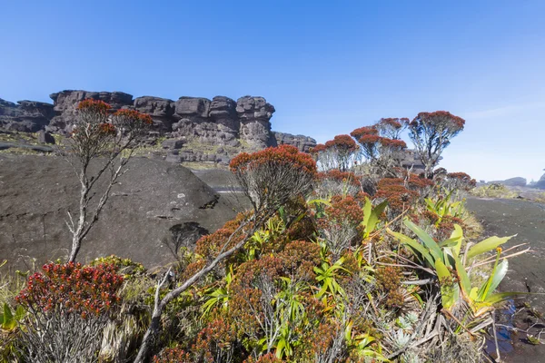Csúcstalálkozó Mt Roraima, vulkáni fekete kövek és endemikus növény. — Stock Fotó