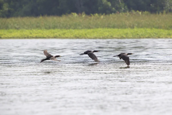 Aves volando en fila en el lago Maracaibo, Venezuela — Foto de Stock