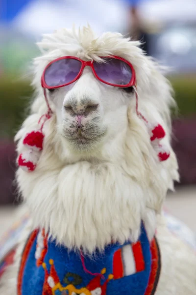 Lama branco usando óculos de sol e um cachecol colorido, Peru — Fotografia de Stock