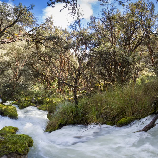 River and lush green forest near Huaraz in Cordillera Blanca, Pe — Stock Photo, Image