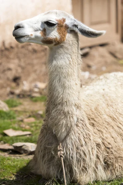 Nice baby lama portrait in Cusco, Peru — Φωτογραφία Αρχείου