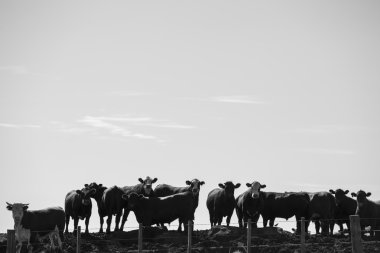 Grup ineklerin yoğun hayvancılık tarım arazi, Uruguay