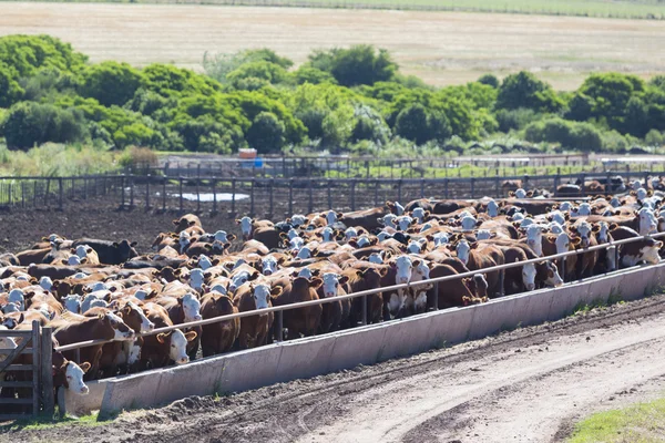 Gruppen av kor i intensiva boskapsuppfödningen jordbruksmark, Uruguay — Stockfoto