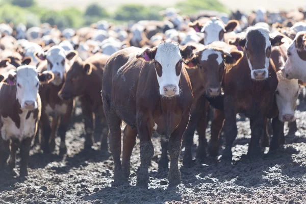 Gruppo di vacche in terreni agricoli intensivi, Uruguay — Foto Stock