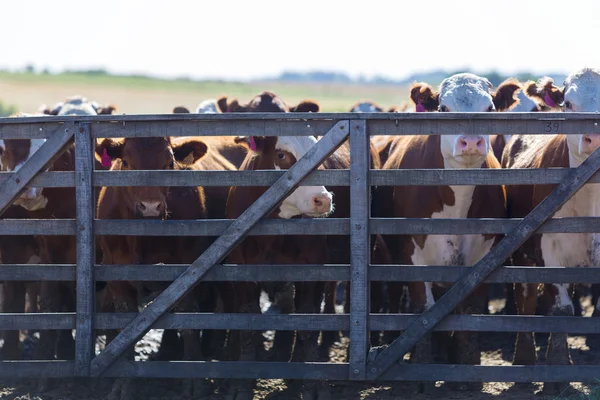 Grupo de vacas em terras de exploração pecuária intensiva, Uruguai — Fotografia de Stock