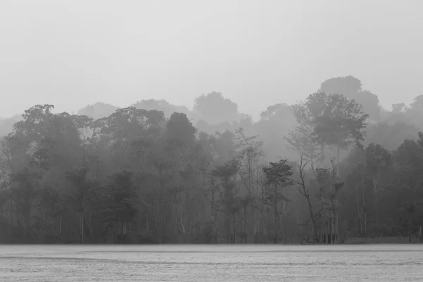 Pluie en forêt tropicale sur l'Amazone, Brésil — Photo