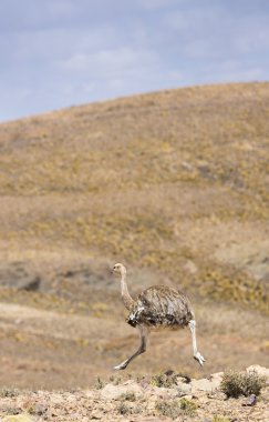 Bolivya dağlarında çalıştıran devekuşu