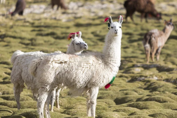 Πορτρέτο του όμορφη Llamas, Βολιβία — Φωτογραφία Αρχείου