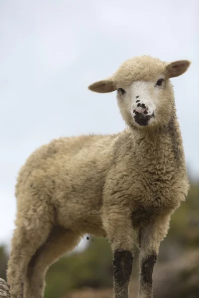 玻利维亚索尔岛上可爱的小山羊 — 图库照片
