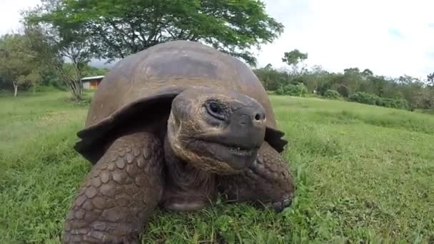Tortuga terrestre gigante de Galápagos, Galápagos — Vídeo de stock