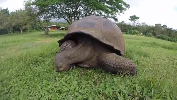 Giant Galapagos land turtle, Galapagos — Stock Video