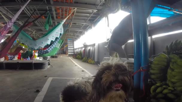 Personnes se reposant dans des hamacs sur le pont de bateau à passagers, Brésil — Video