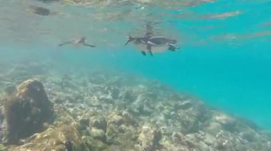 Galapagos penguenleri sualtı yüzme. Galagapos, Ecuador