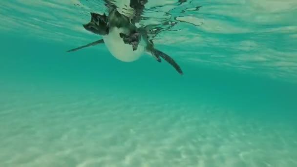 Pinguins de Galápagos nadando debaixo d 'água. Galagapos, Equador — Vídeo de Stock