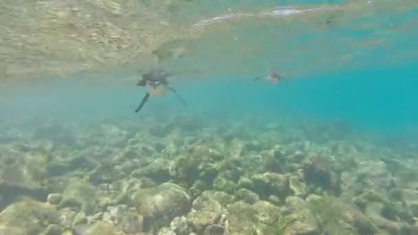 Pingüinos de Galápagos nadando bajo el agua. Galagapos, Ecuador — Vídeo de stock