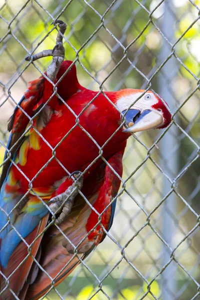 Guacamayo de oro loro rojo que vive en cautiverio en el zoológico de Manaus. Brasil — Foto de Stock