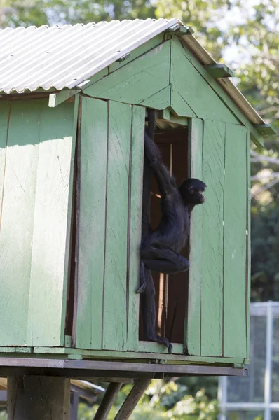 Singe célibataire ennuyé dans le zoo de Manaus, Brésil — Photo