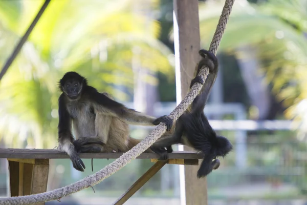 Singes assis dans le parc extérieur, Manaus, Brésil — Photo