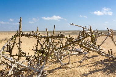Ölü dallarda kum Beach: La Guajira, Colombia