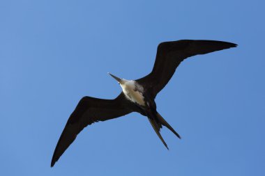 La Guajira, Colombia mavi gökyüzünde uçan büyük kuş