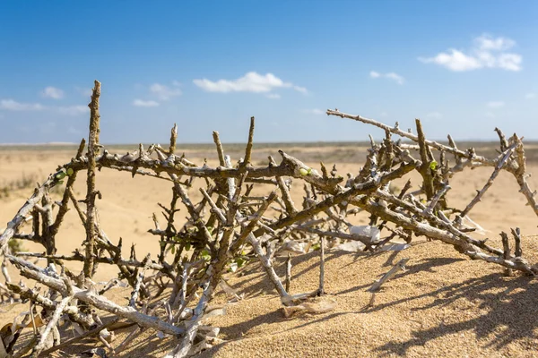 Мертві гілки на пісок пляжу в Ла Guajira, Колумбія — стокове фото