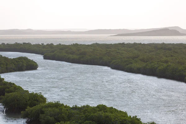 Mangrove och kusten nära Punta Gallinas i La Guajira — Stockfoto