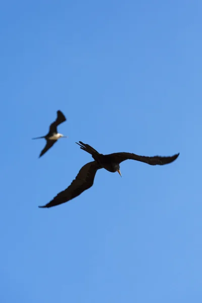 Grandi uccelli che volano nel cielo blu di La Guajira, Colombia — Foto Stock