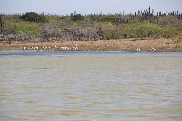 Vahşi flamingolar ve kaktüs: La Guajira, Colombia — Stok fotoğraf