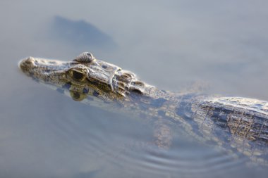 Caiman konusanlar rezerv Madidi yılında, Bolivya, hala suda