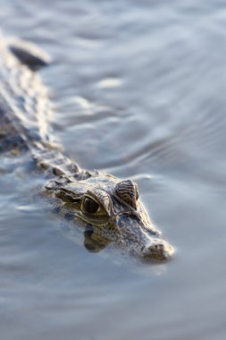 Caiman konusanlar rezerv Madidi yılında, Bolivya, hala suda