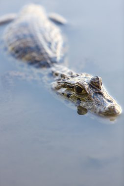 Caiman konusanlar rezerv Madidi yılında, Bolivya, hala suda
