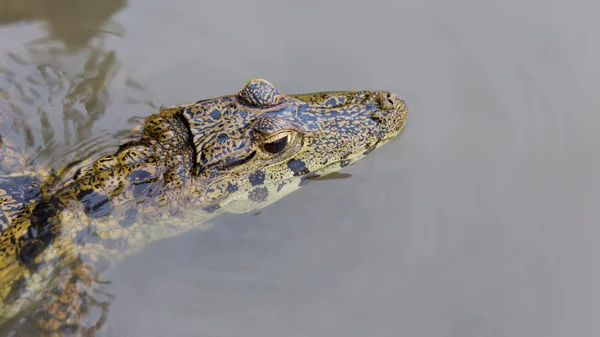 Caimán en aguas tranquilas en la Reserva Serere Madidi en Bolivia — Foto de Stock