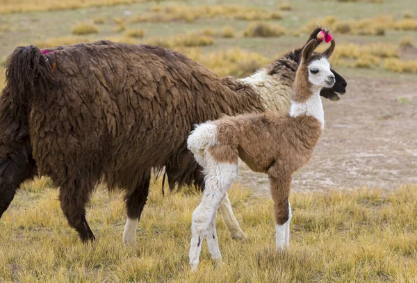 Porträtt av vackra lamor, Bolivia — Stockfoto