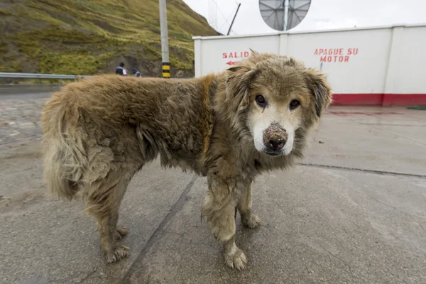 Pis yaşlı köpek kameraya, Bolivya arıyorsunuz — Stok fotoğraf