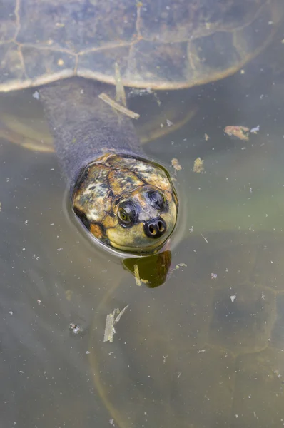 Tortuga de pie en la selva boliviana en Rurrenabaque, Bolivia —  Fotos de Stock