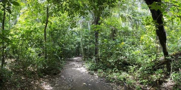 Tropikalny Rainforest krajobraz i trasa, Serere rezerwy Madidi, — Zdjęcie stockowe