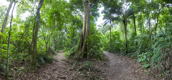 Tropical Rainforest Landscape and trail, Serere Reserve Madidi, — Stock Photo, Image