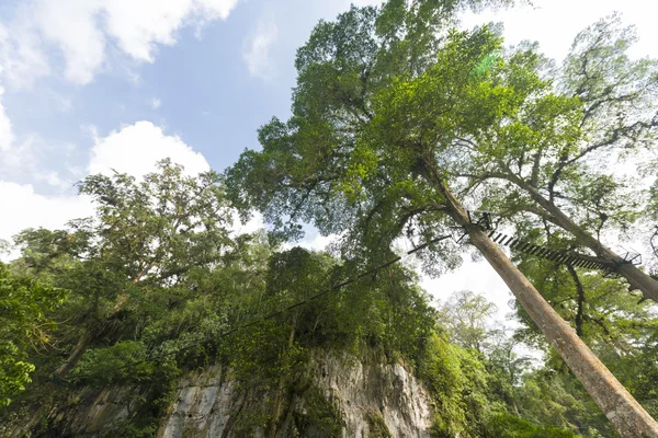 Дьявольская пещера, навес и лес в штате Мерида — стоковое фото