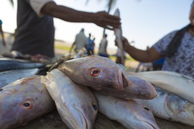 taze balıklar sahilde balık Market