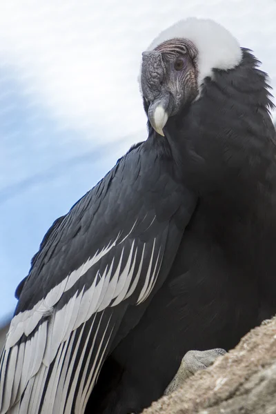 Condor andino seduto sulla roccia sullo sfondo del cielo — Foto Stock