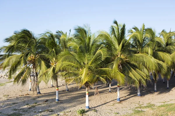 Colored palm trees and beach in Colombia — Stock Photo, Image