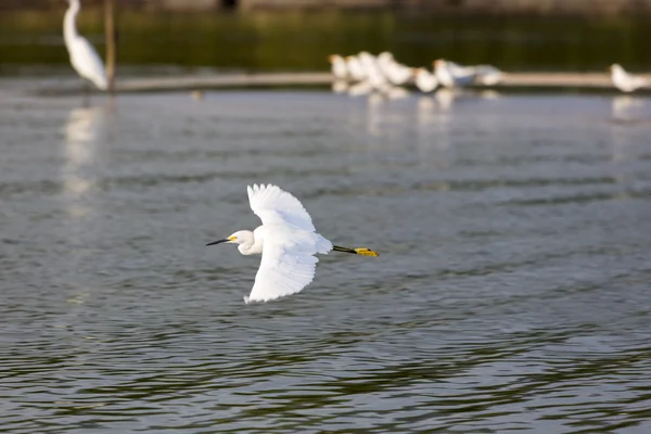 Skupina plameňáků létání nad pláž Palomino, Kolumbie — Stock fotografie