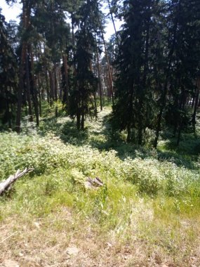 Yaz ormanlarında bir yürüyüş