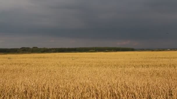 Сельское хозяйство, поле, колосья пшеницы — стоковое видео