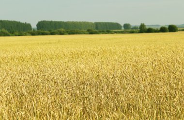 doğal ürün - tarımda çevre teknolojileri