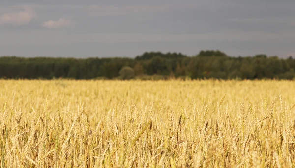 Pan: el cultivo y la agricultura sin productos químicos, y fi — Foto de Stock