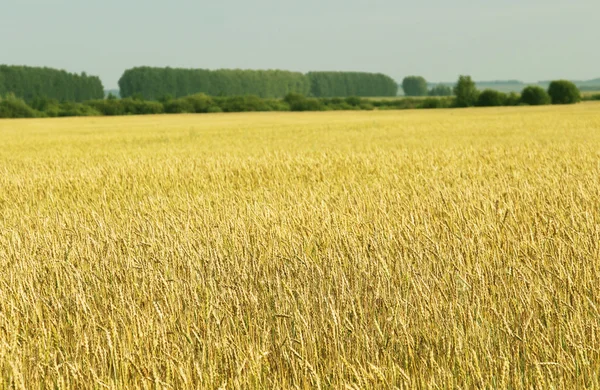 Producto natural - tecnologías medioambientales en la agricultura — Foto de Stock