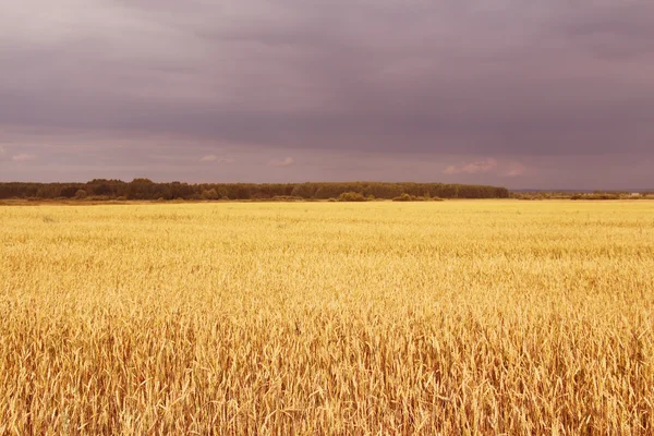 Paisaje rural - las brillantes espigas amarillas del campo de maíz — Foto de Stock
